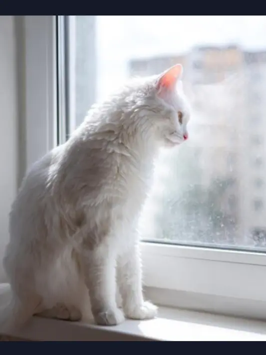 TastyFocus5625의 Nobody's Cat