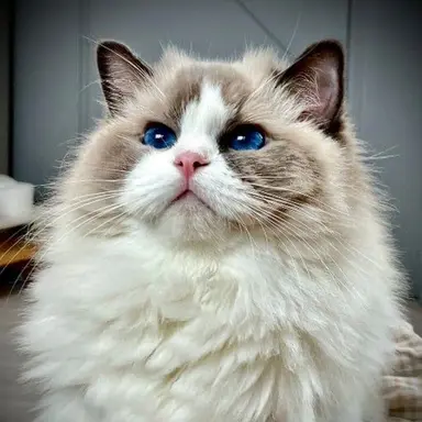 Profile image of 야코