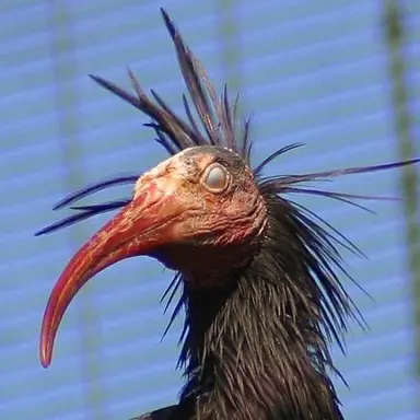 Profile image of コンス