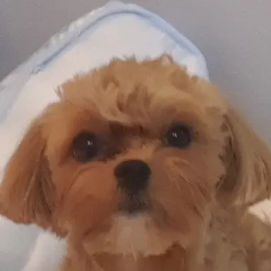 Profile image of 디투