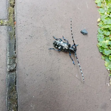 Profile image of 방울이