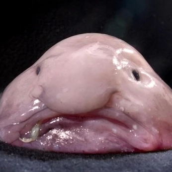 가맡솥