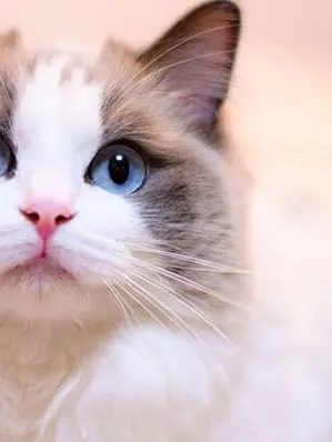 AntsyCrate7781의 突然変異の猫さん