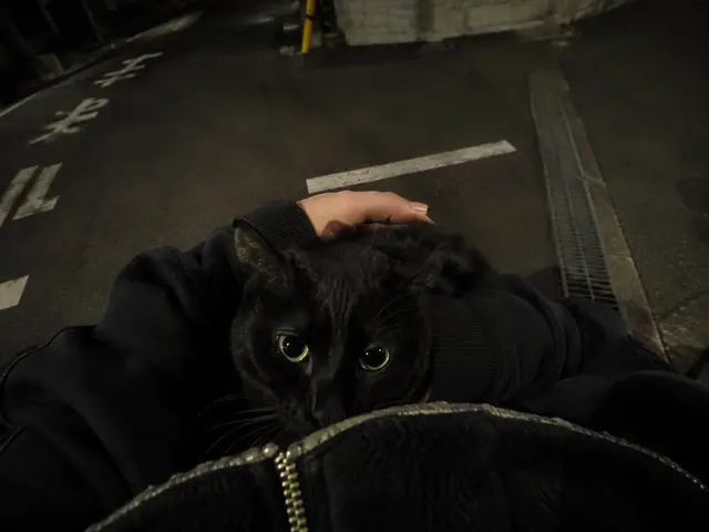 Profile image of 黒猫