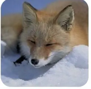 Profile image of 설명자