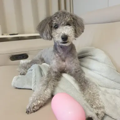 Profile image of 후추