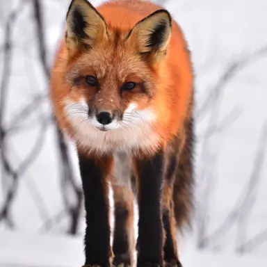 Profile image of 여리