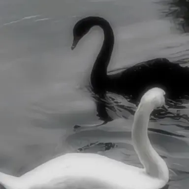 Profile image of 리안