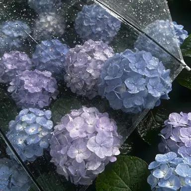 Profile image of 파이브