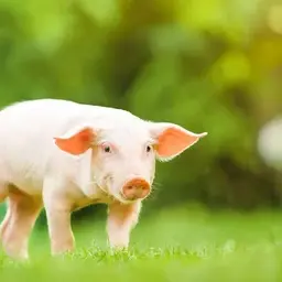 Profile image of 돼지