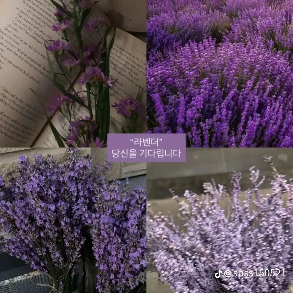 IdleApple1950의 요(괴)여(고)