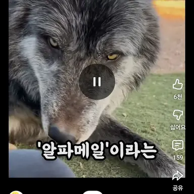 Profile image of 늑대