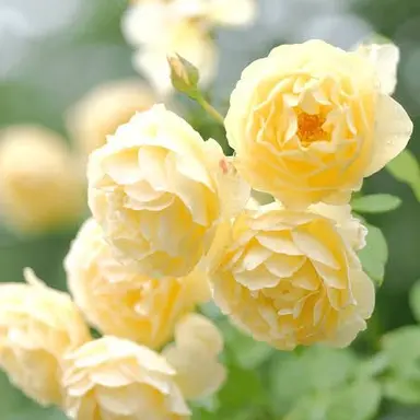 Profile image of 猪俣周杜