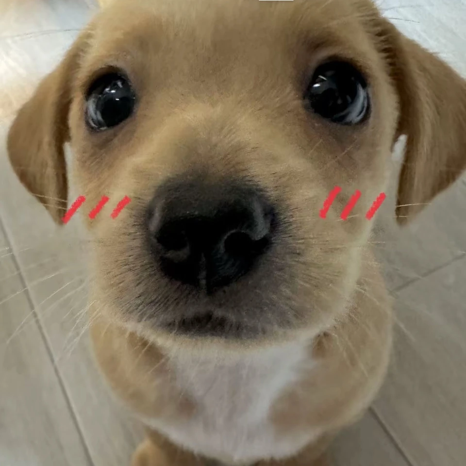 최범규