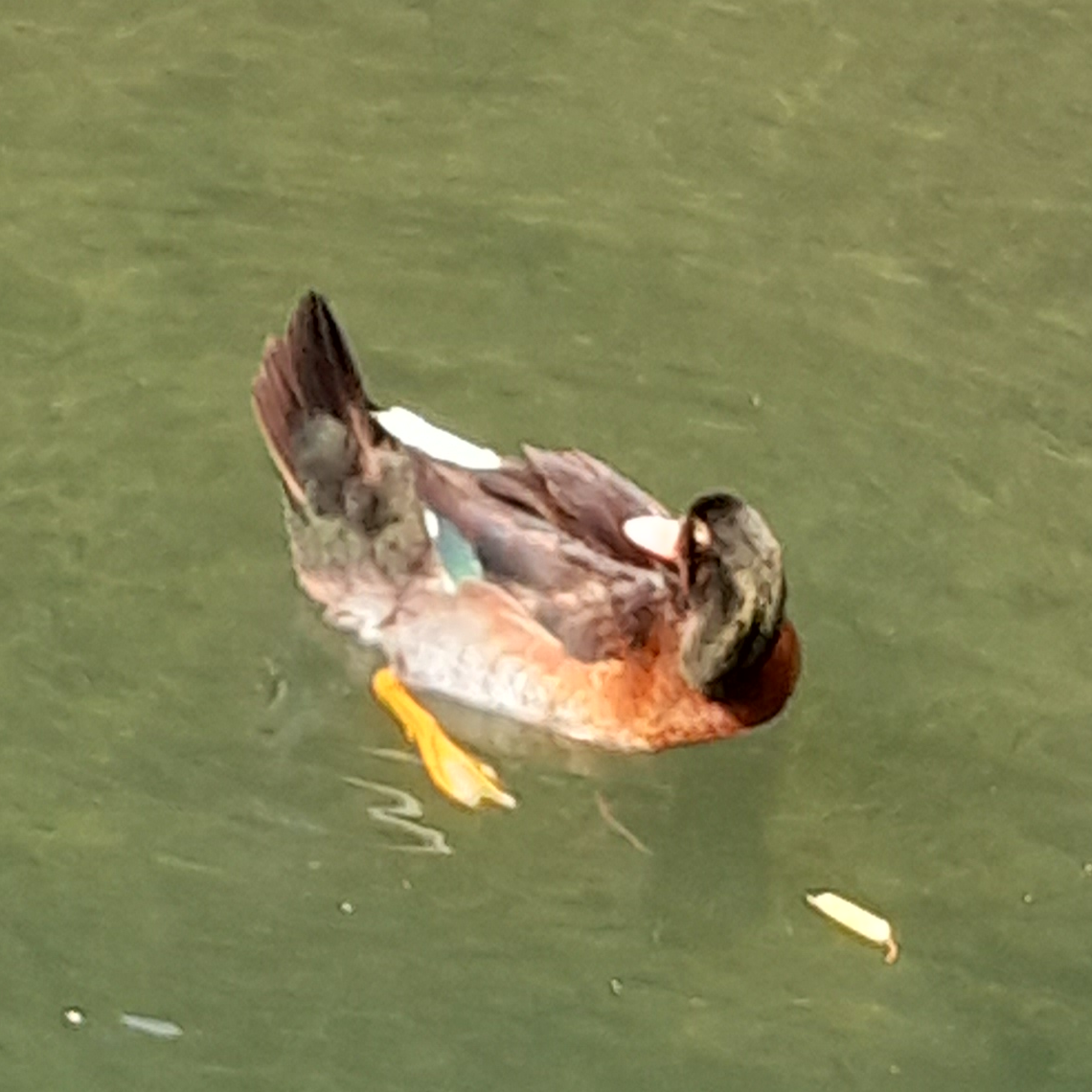 화장실에 갔는데 소인이 있다 대표 이미지