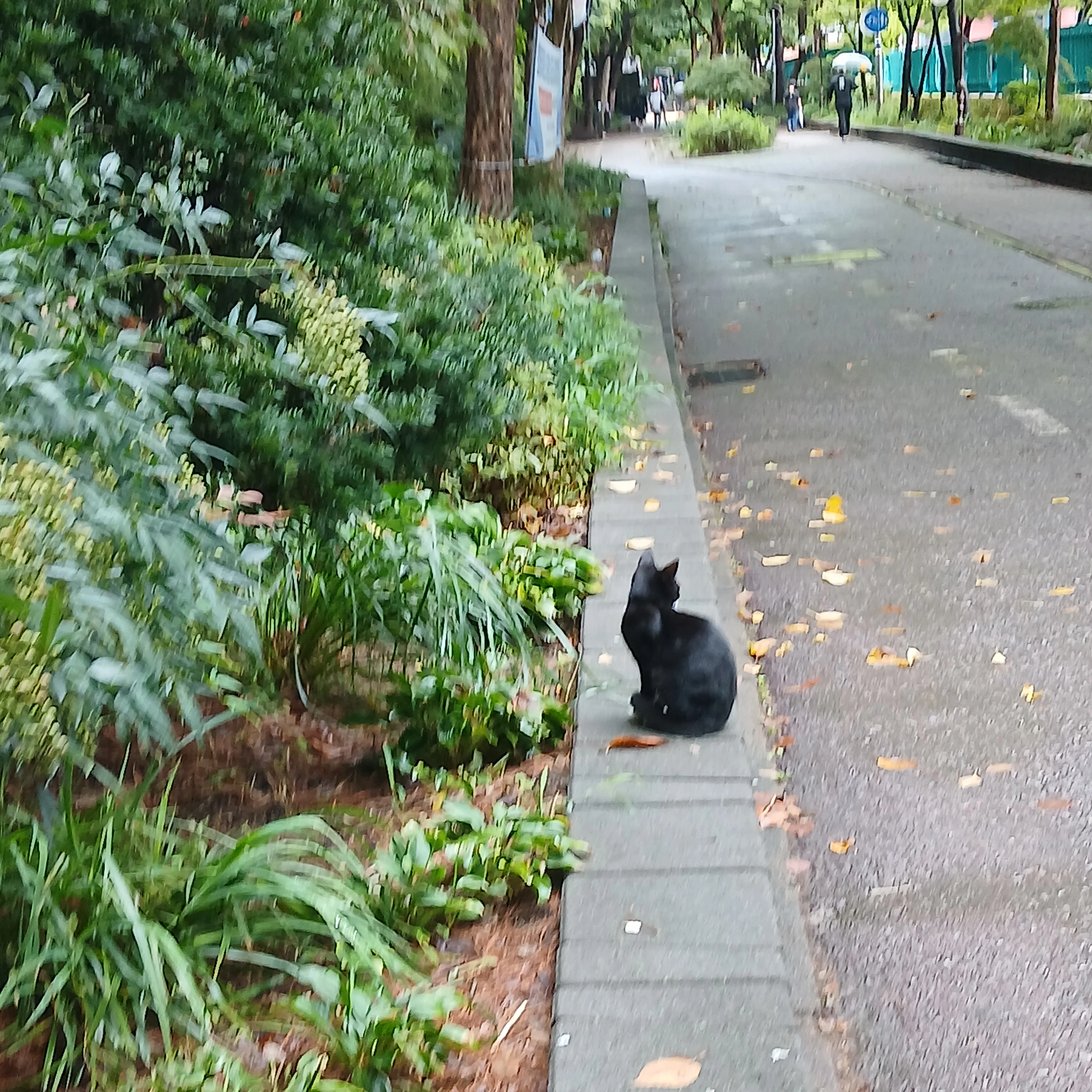 잭