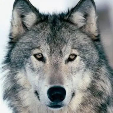 Profile image of 진늑대
