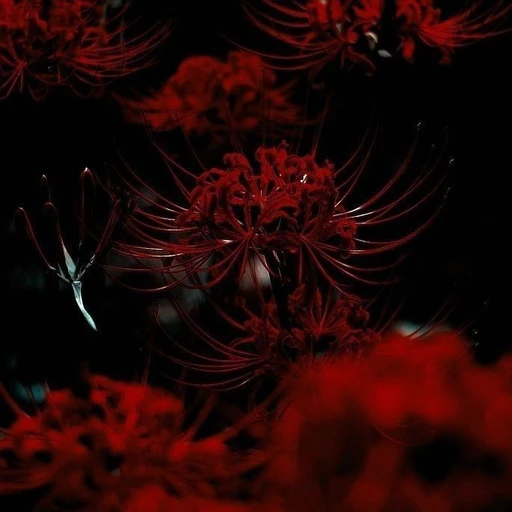 曼珠沙華