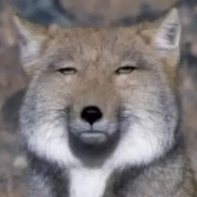 Profile image of 여우