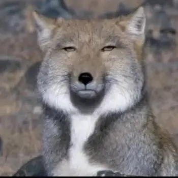 Profile image of Hori