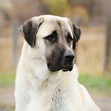 Profile image of 강혈