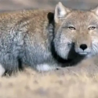 Profile image of 여랑이