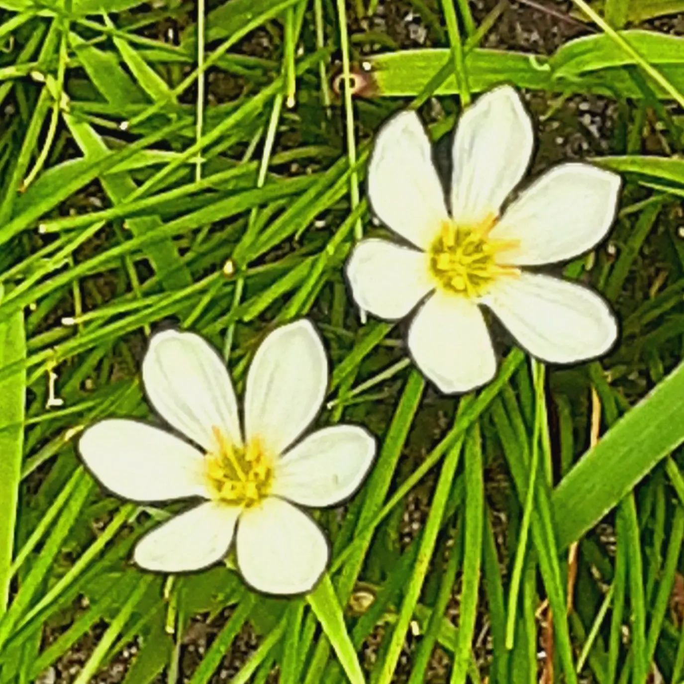 hanayii.22의 月明かりに咲く心
