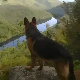 Profile image of Pack of Dogs