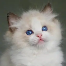 Profile image of 오수