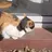 냥냥이
