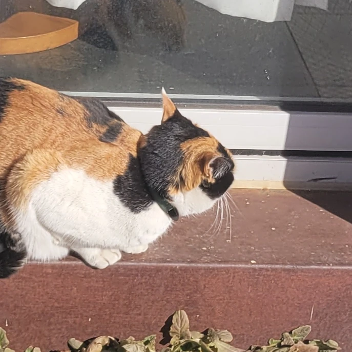냥냥이