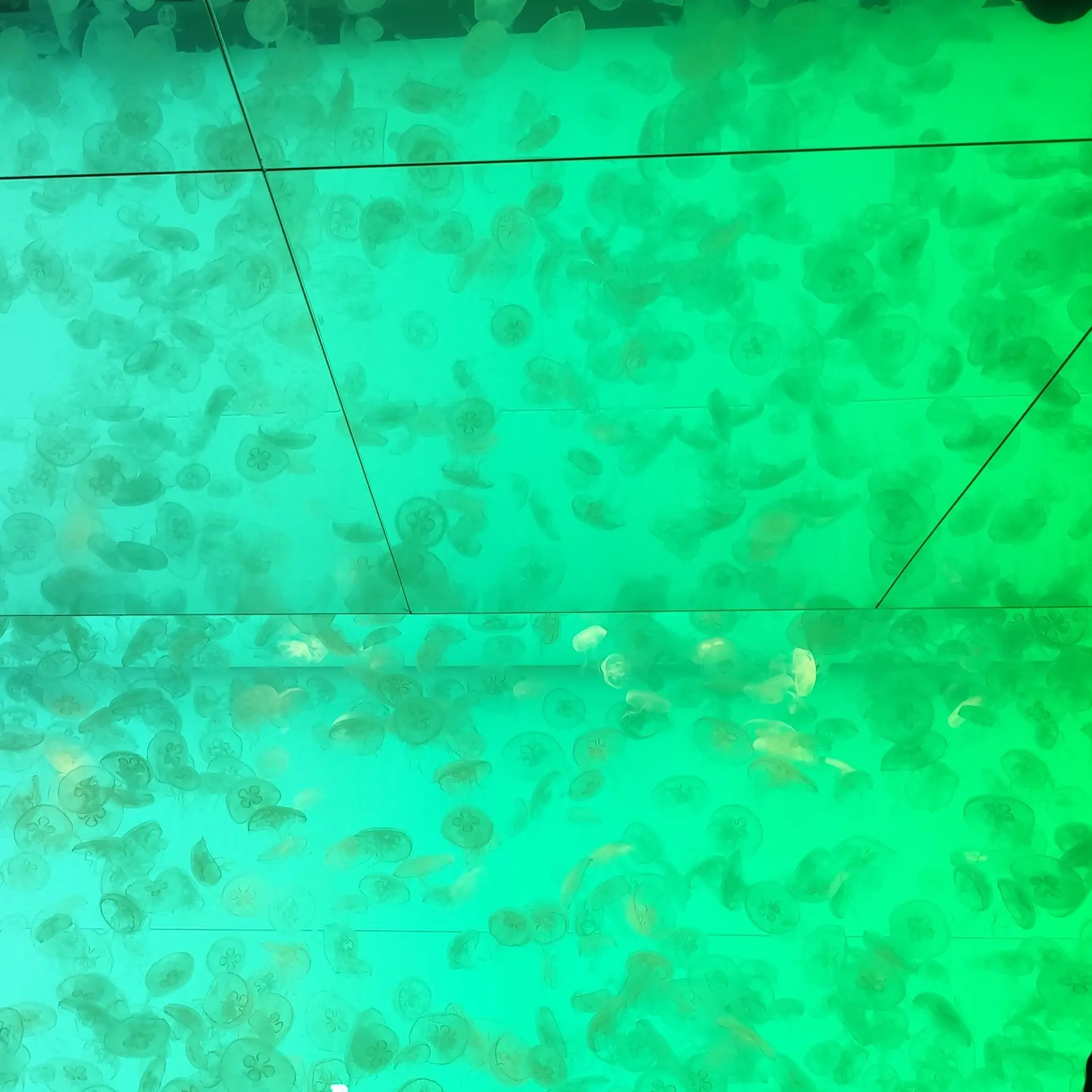 jellyfish.397.의 ほすと