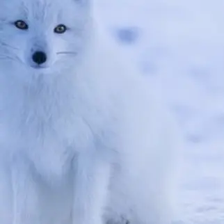 JuicyHate9440의 妖狐の弟