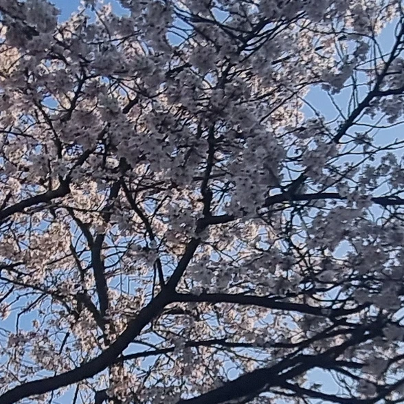 아카네 리제