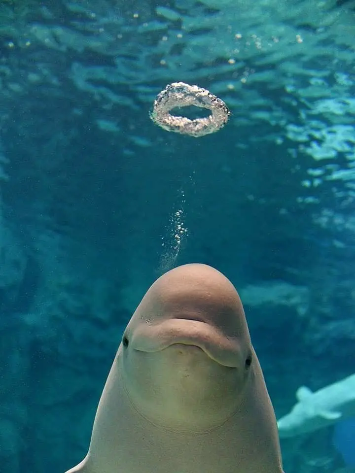 ._.-._.-.의 뜰팁 여우물