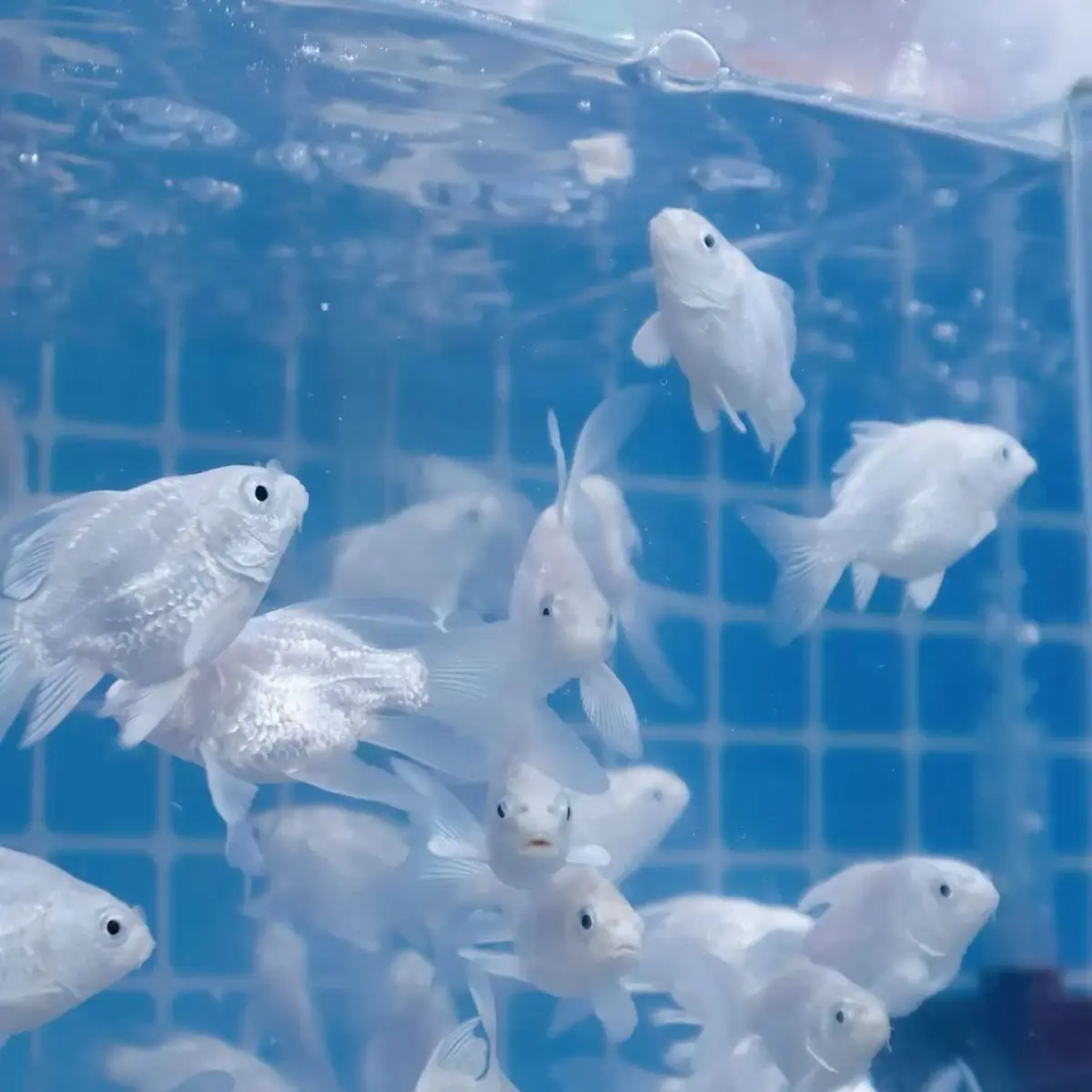 TartanKrait5657의 학교이야기