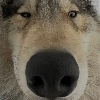 Profile image of 늑대