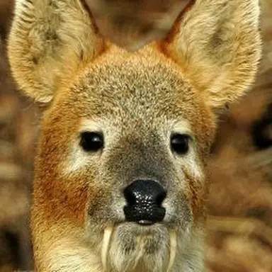 Profile image of 왼발가락