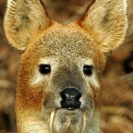 왼발가락