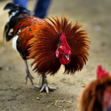 Profile image of 토탈