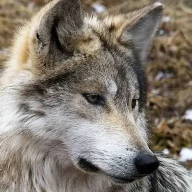 Profile image of Han Neuk-dae