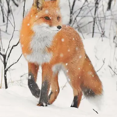 Profile image of Fox Bee