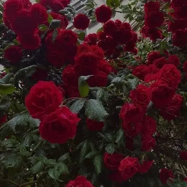 Profile image of 서라더