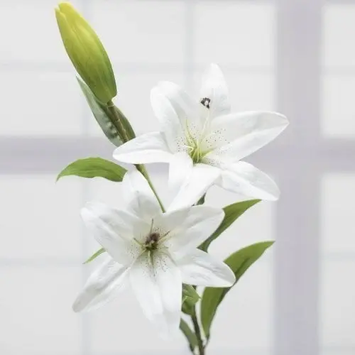 sgin_의 민주안