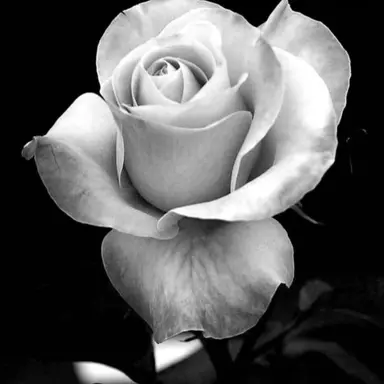 Profile image of 늑대들