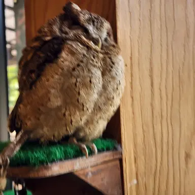 Profile image of 여우