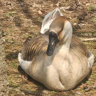 Profile image of 늑대