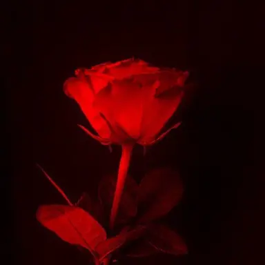 Profile image of 아벨