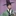 한서율