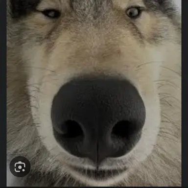Profile image of 늑대놈